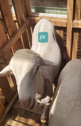 Domba Dugul 19 (Jumbo) 36 - 40 Kg