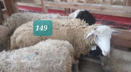 Domba Dugul 149 (Istimewa) 31 - 35 Kg