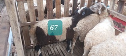 Domba Dugul 67 (Jumbo) 36 - 40 Kg