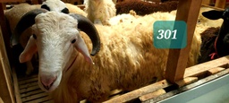 Domba Tanduk 301 (Super Jumbo) 41 - 45 Kg