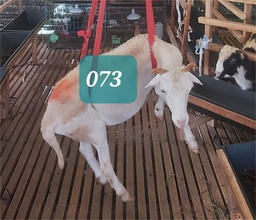 Domba Tanduk 73 (Spesial) 26 - 30 Kg