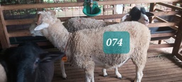 Domba Tanduk 74 (Spesial) 26 - 30 Kg