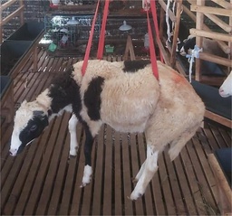 Domba Tanduk 75x (Special) 26-30 Kg