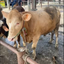 Sapi Jawa bobot 300kg ±