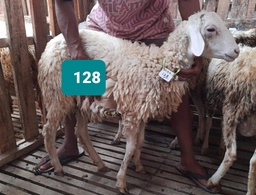 Domba Dugul 128/16449 (Standar) 20 - 25 Kg