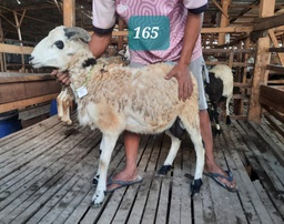 Domba Tanduk 165 (Standar) 20 - 25 Kg