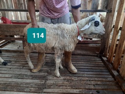 Domba Tanduk 114/16548 (Standar) 20 - 25 Kg