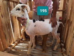 Domba Tanduk 195 (Standar) 20 - 25 Kg