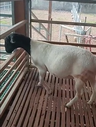 Domba FB Dorper Betina siap kawin usia 20bln (Extra Jumbo) 50-60Kg ±