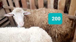 Domba Dugul 200 (Extra Jumbo) 46 - 50 Kg