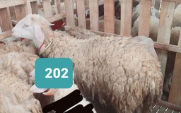 Domba Dugul 202 (Extra Jumbo) 46 - 50 Kg