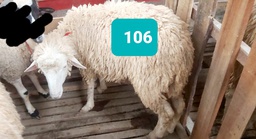 Domba Dugul 106 (Istimewa) 31 - 35 Kg