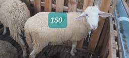Domba Dugul 150 (Spesial) 26 - 30 Kg