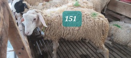 Domba Dugul 151 (Spesial) 26 - 30 Kg