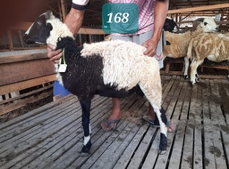 Domba Tanduk 168 (Spesial) 26 - 30 Kg