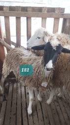 Domba Dugul 181 (Spesial) 26 - 30 Kg