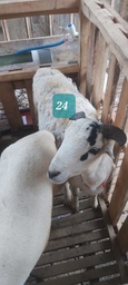 Domba Tanduk 24 (Super Jumbo) 41 - 45 Kg