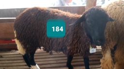 Domba Dugul 184 (Spesial) 26 - 30 Kg