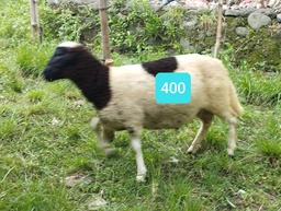 Domba Dugul 400 (Istimewa) 31 - 35 Kg