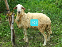 Domba Dugul 401 (Istimewa) 31 - 35 Kg