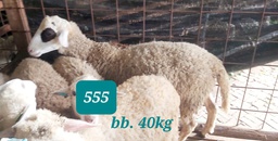 Domba F1 Dorper 555 (Jumbo) 40 Kg