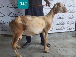 346 - Domba Dugul Extra Jumbo (D06) 46 - 50 Kg