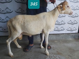 345 - Domba Tanduk Jumbo (D05) 36 - 40 Kg