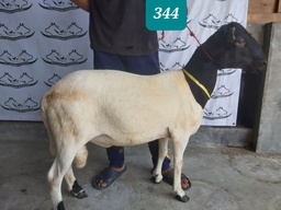 344 - Domba Tanduk Extra Jumbo 1 (D04) 50 Up