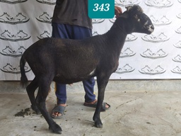 343 - Domba Tanduk Extra Jumbo (D03) 46 - 50 Kg