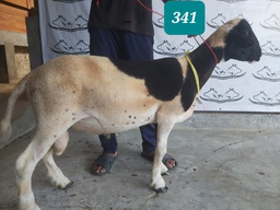 341 - Domba Dugul Extra Jumbo (D01) 46 - 50 Kg