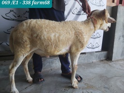 338 - Domba Tanduk Jumbo (E1) 36 - 40 Kg