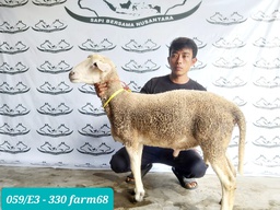 330 - Domba Dugul Super Jumbo (E3) 41 - 45 Kg