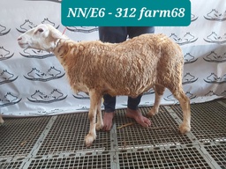 312 - Domba Dugul Istimewa (E6) 31 - 35 Kg