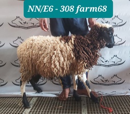 308 - Domba Dugul Istimewa (E6) 31 - 35 Kg