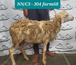 304 - Domba Dugul Jumbo (C3) 36 - 40 Kg