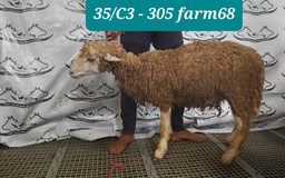 305 - Domba Dugul Jumbo (C3) 36 - 40 Kg