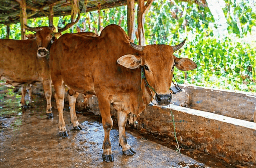 003 - Sapi Bali (321 - 350 Kg)
