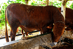 009 - Sapi Limosin (850 - 900 Kg)