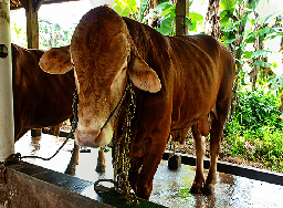 010 - Sapi Limosin (850 - 900 Kg)