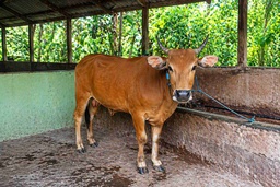 007 - Sapi Bali (220 - 250 Kg)