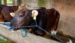 013 - Sapi Bali (220 - 250 Kg)
