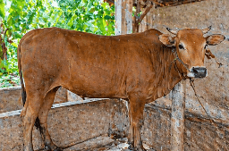 018 - Sapi Bali (220 - 250 Kg)