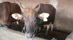 020 - Sapi Bali (220 - 250 Kg)