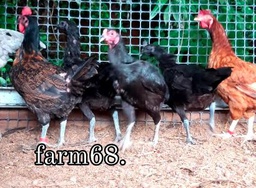 Ayam Kampung / kg