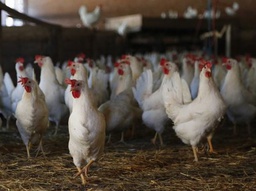 Ayam White Leghorn (WL) usia 13 - 15 Minggu (stok 72 Ekor)