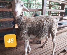 48 - Domba Dugul Spesial 26 - 30 kg
