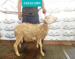 140-A5-SBN Domba Dugul Spesial 26 - 30 kg
