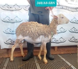 348A Domba Dugul Istimewa 31 - 35 kg