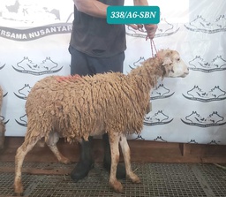 338 Domba Dugul Spesial 26 - 30 kg