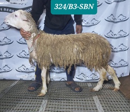 324 Domba Dugul Extra Jumbo1 - 50 Up kg